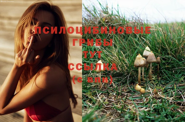 стафф Алзамай